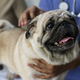 Illustration for article titled Can You Use Your FSA and HSA Benefits on Your Pets?